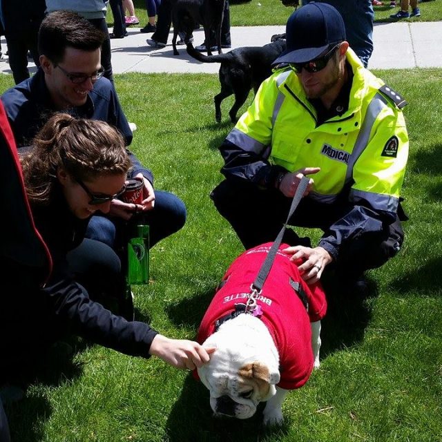 Bridgette the Therapy Bulldog and emt