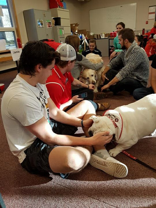 Bridgette the Therapy Bulldog at school