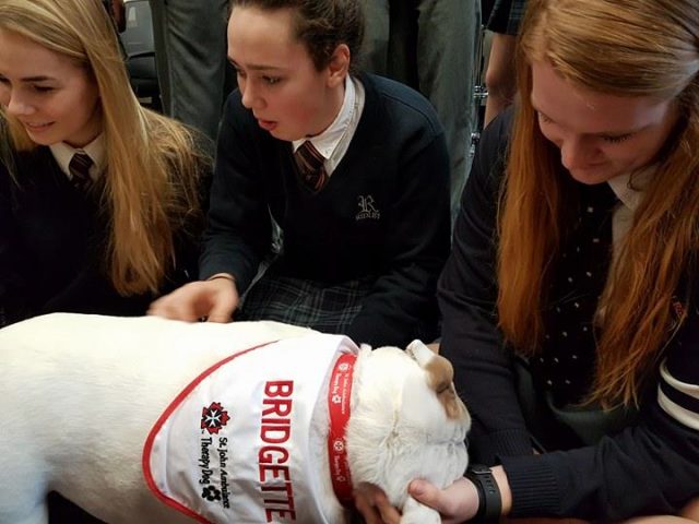 Bridgette the Therapy Bulldog on school visit