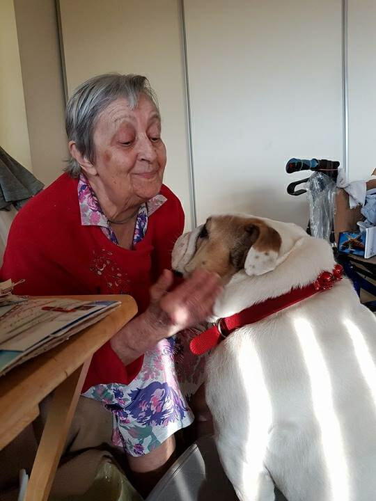 Bridgette the Therapy Bulldog on visit