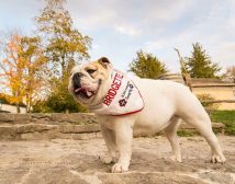 Bridgette the Therapy Bulldog profile