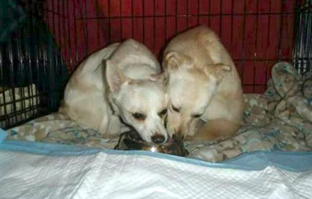 daisy-the-rescue-dog-with-her-sister-in-rescues-care
