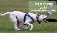Dog of the Day Yuki a Carolina dog american dingo rescue