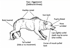 Dog Posture Aggressive Fear