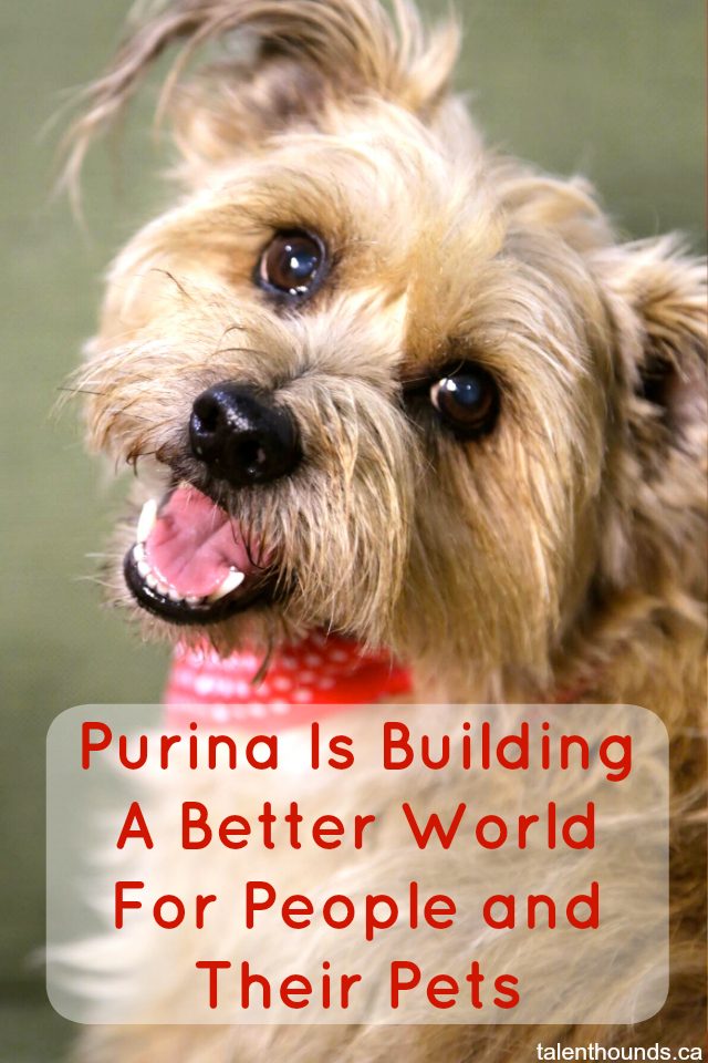 how-purina-is-building-a-better-world-for-people-and-their-pets-through-new-programs