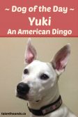meet dog of the day yuki an american dingo carolina dog