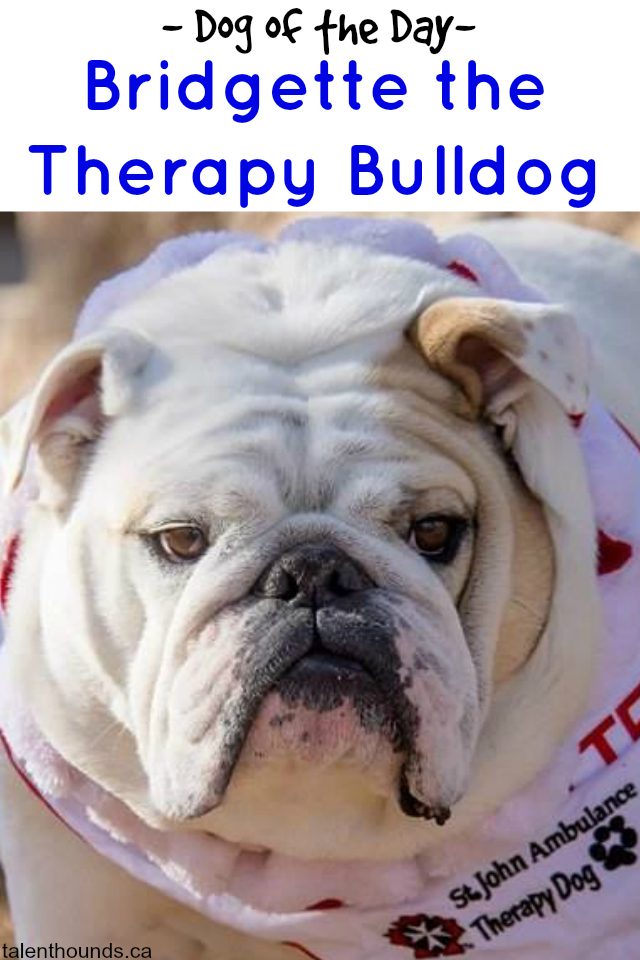 Meet our Dog of the Day Bridgette the st. John Ambulance Therapy Bulldog
