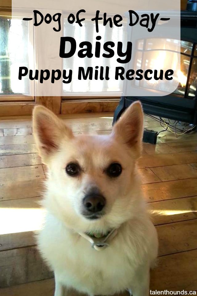 meet-our-dog-of-the-day-daisy-a-puppy-mill-rescue