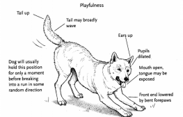 Playful Dog Posture