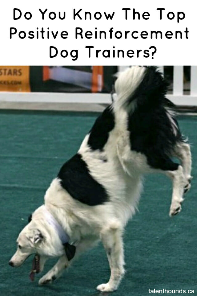 Do You Know The Best Positive Reinforcement Dog Trainers?