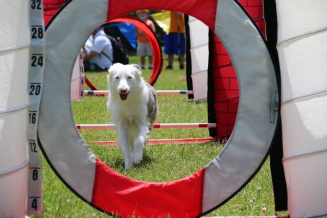 kenzee on agility course