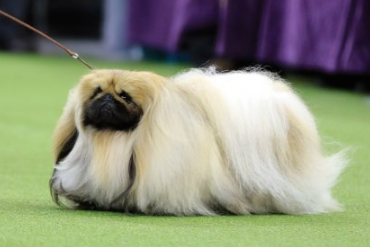 Chucky the Pekingese winner of the WKC 2017 Toy Group