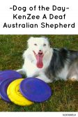 Dog of The Day KenZee A Deaf Australian Shepherd