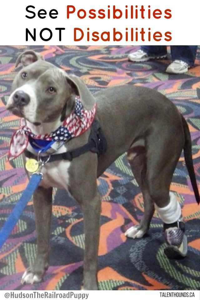 Hudson the Railroad Puppy Reminds Us To See Possibilities not Disabilities