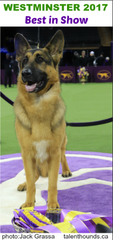 Rumor the German Shepherd wins Best In Show at 2017 Westminster Dog Show