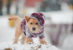 Dog in snow