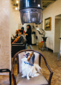 dog and blow dryer