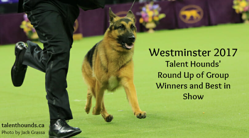 2017 Westminster Dog Show Winners Round Up by Breed Group