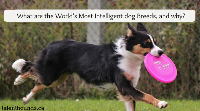which is the most intelligent dog in the world