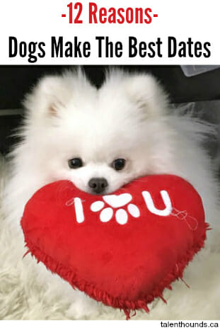 Why Your Dog Is Better Than A Boyfriend + Valentine's Dog Photos