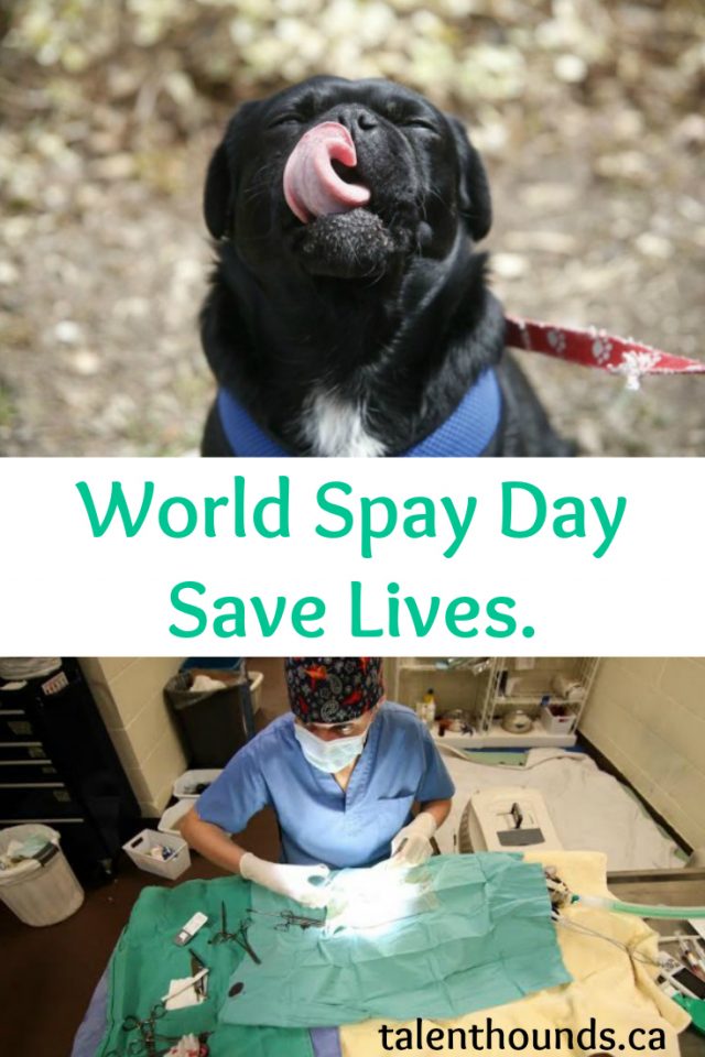 World Spay Day Spread Awareness and Help Save Lives Talent Hounds