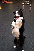 border collie 1