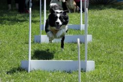 border collie