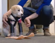 Cupid trying out his new legs from TheDogRescuersInc Facebook