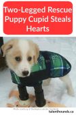 two-legged rescue puppy cupid steals hearts