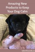 Amazing new products to keep your dog calm