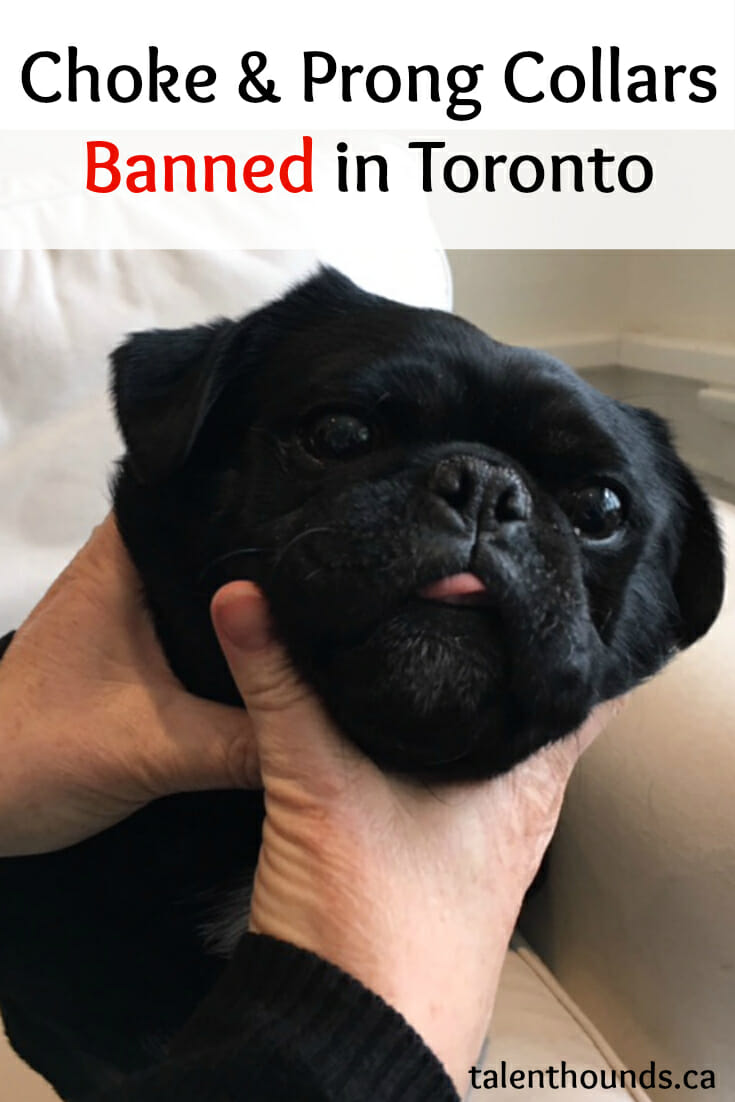 Is a Total Ban on Certain Choke Collars in Toronto the Right answer?