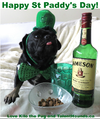 Kilo the Pug wishing everyone Happy St Patrick's Day. May you all get lucky.