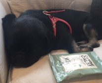 Kilo with his canine calm wipes