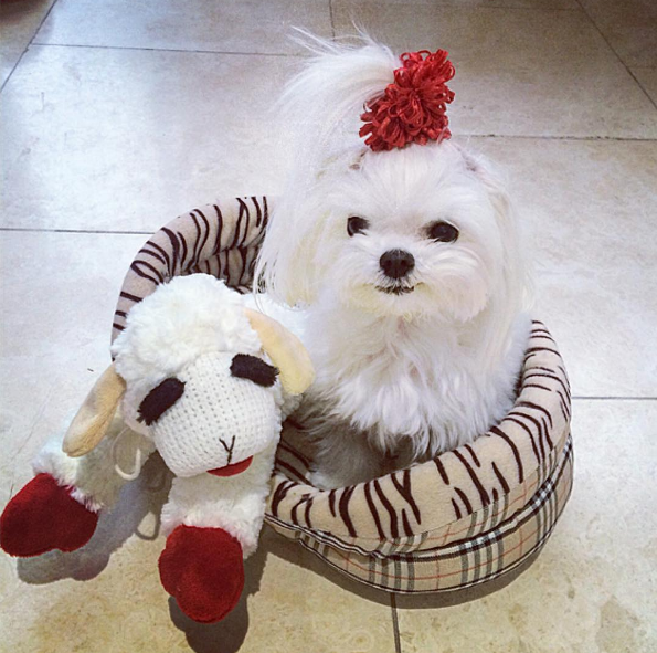 Ms. Charmin with her Lamb Chop toy. Photo courtesy of @ms.charmin