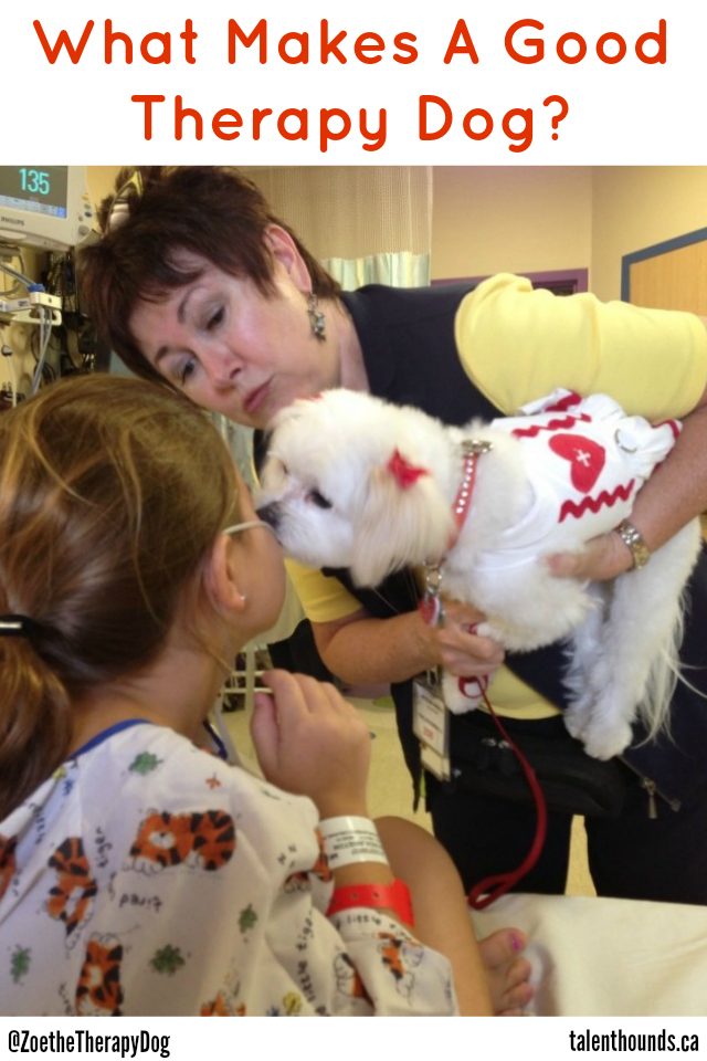 What makes a good therapy dog featuring Zoe at work in a children's hospital.