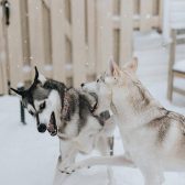 Pepper and Phoenix play fighting. Photo Courtesy of Fox Photography