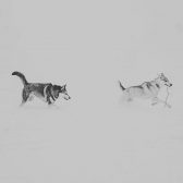 Pepper and Phoenix in the snow. Photo courtesy of Fox Photography