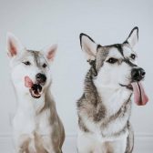 Look at those tongues! Photo Courtesy of Fox Photography