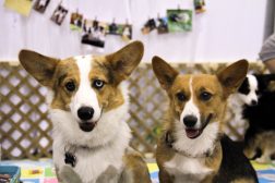 These adorable Welsh Corgis were at the booth next to us all weekend and we couldn't resist snapping a pic- Look at those eyes!