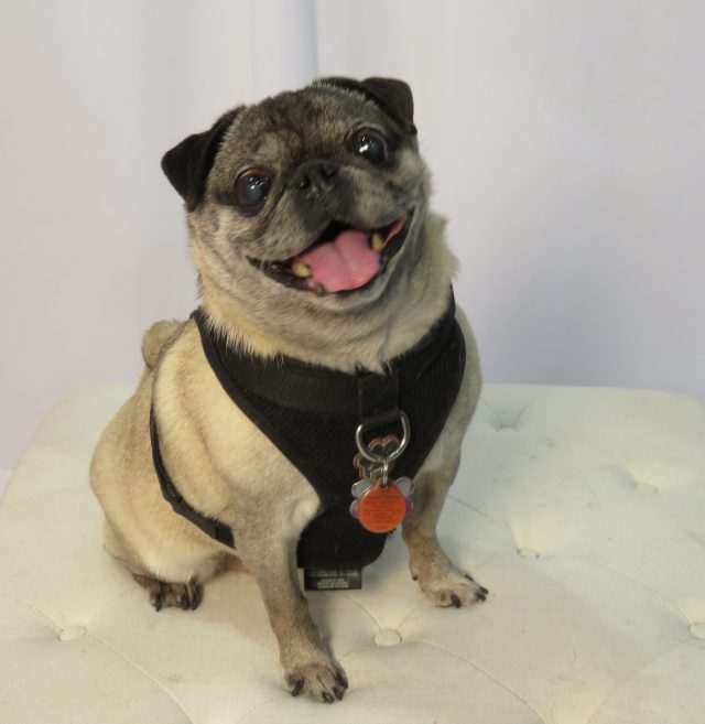 Look at this Adorable Pug at our booth at Canadian Pet Expo Day 1 pt 3