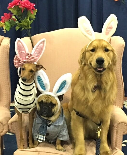 Celebrity Dogs Iggy Joey, Mr Marcel and Jaxson The Golden