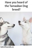 Have you heard of the tamaskan dog breed