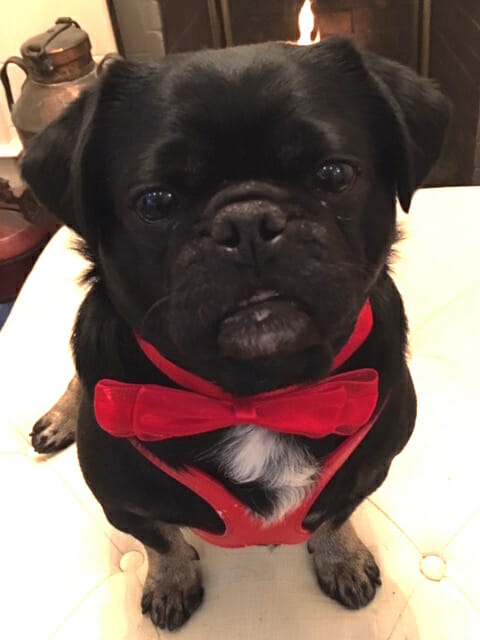 Kilo the rescue Pug in red bow tie