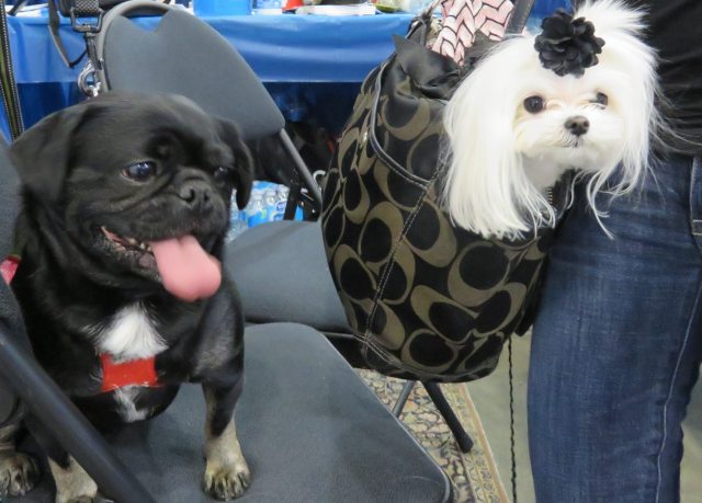 Kilo the Pug and Ms Charmin at Canadian Pet Expo