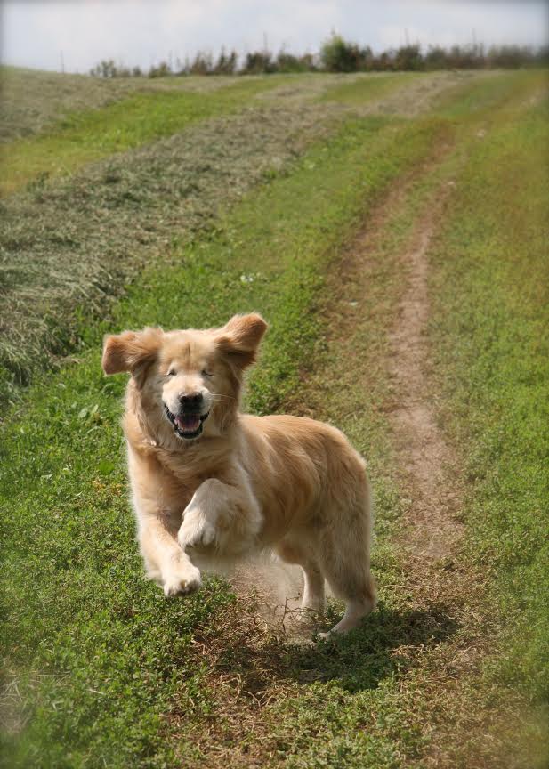 Talent Hounds Smiley running for joy in field