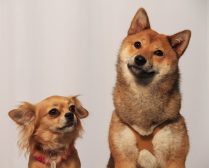 The Gorgeous Princess (Chi mix) and Nyla (Shiba inu) belong to one of our new Kids Pet Club Ambassadors Jacqueline!