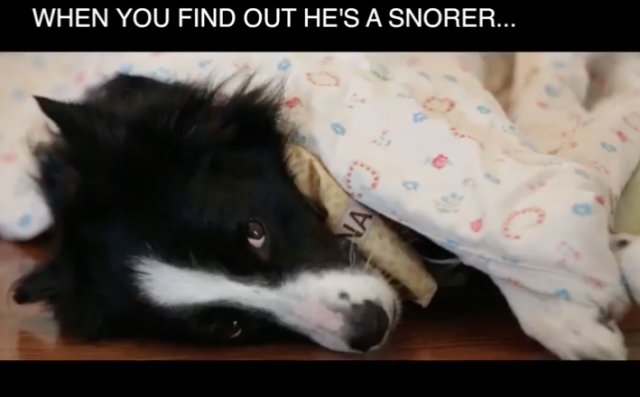 When you find out he's a snorer- Nana the Border Collie covers her ears in Backseat Barkers Memes