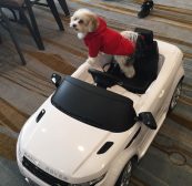 Herman Arrives In Style at Woofstock High Tea