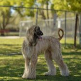 Adar the Afghan therapy dog in garden