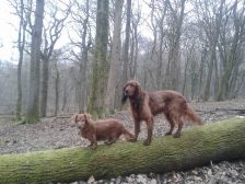 Brandy and max on an adventure